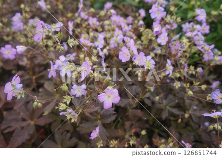Gentle Geranium Gentle Geranium 126851744