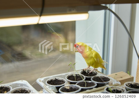 Curious Parrot Observing Seedlings by the Window 126852409