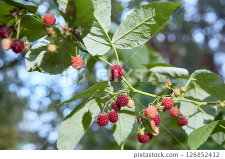 Ripe Red Raspberries Hanging on a Branch Ripe Red Raspberries Hanging on a Branch 126852412