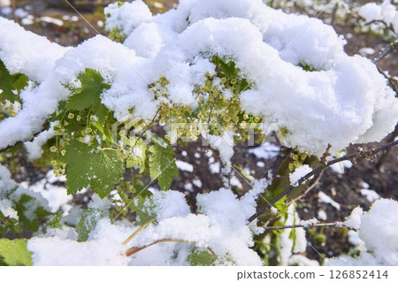 Winter's Touch Transforms Vibrant Garden Into White Dream Winter's Touch Transforms Vibrant Garden Into White Dream 126852414