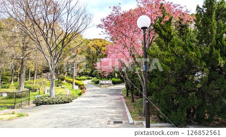 Cherry blossoms blooming at Showayama in Chishima Park in Taisho, Osaka 126852561