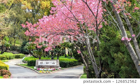 Cherry blossoms blooming at Showayama in Chishima Park in Taisho, Osaka 126852562