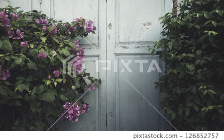 Flower natural green tropical plant outdoor exterior dark green color wood wall textured background Flower natural green tropical plant outdoor exterior dark green color wood wall textured background 126852757