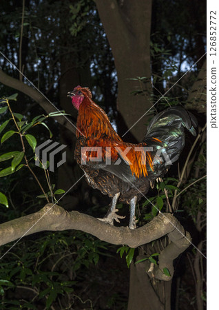 Hinai chicken perched on a tree branch Hinai chicken perched on a tree branch 126852772
