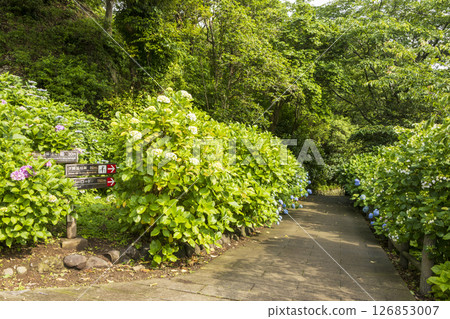 Hydrangea at Shimoda Park 126853007