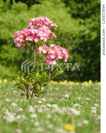 Flowers of blooming Kalmia (American rhododendron) 126853094