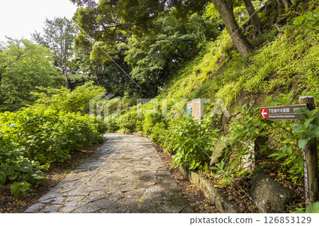 Hydrangea at Shimoda Park 126853129