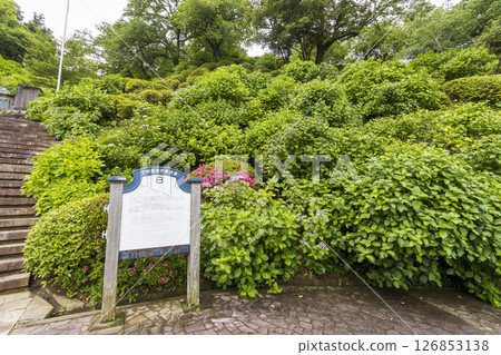 Hydrangea at Shimoda Park Hydrangea at Shimoda Park 126853138
