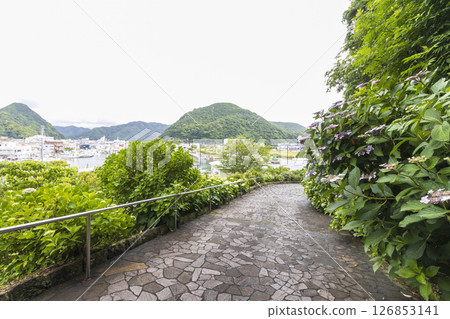 下田公園的繡球花 下田公園的繡球花 126853141