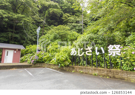 下田公園的繡球花 126853144