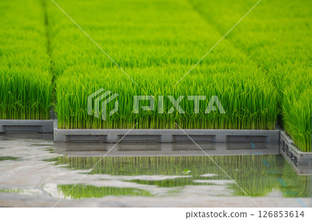 Rice seedlings 126853614