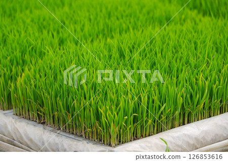 水稻幼苗 126853616