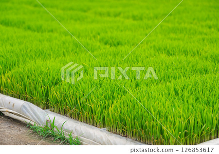 Rice seedlings Rice seedlings 126853617