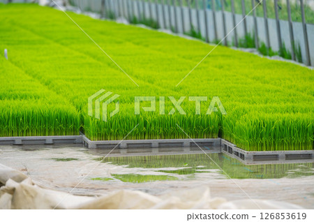 Rice seedlings Rice seedlings 126853619