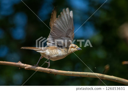 Wildlife shot of Red-backed Shrike  female (Lanius collurio) on branch. 126853631