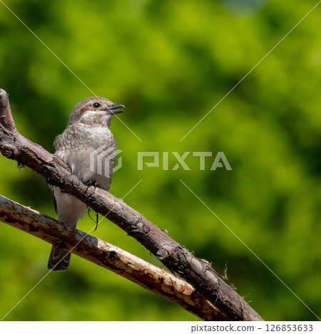 Wildlife shot of Red-backed Shrike  female (Lanius collurio) on branch. 126853633