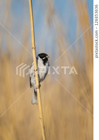 Wildlife shot of Common Reed Bunting (Emberiza schoeniclus) on the grass. Wildlife shot of Common Reed Bunting (Emberiza schoeniclus) on the grass. 126853636