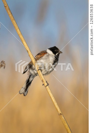 Wildlife shot of Common Reed Bunting (Emberiza schoeniclus) on the grass. Wildlife shot of Common Reed Bunting (Emberiza schoeniclus) on the grass. 126853638