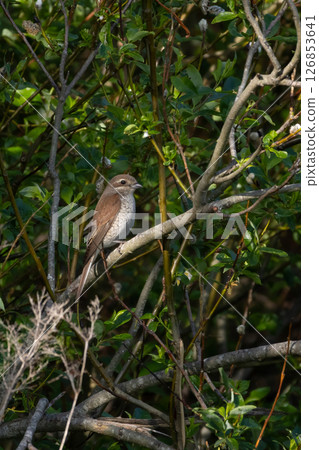 Red backed Shrike, female, in summertime 126853641