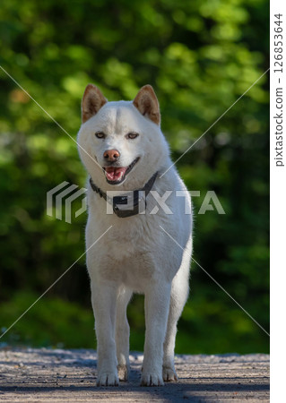 hokkaido dog sunny day 126853644