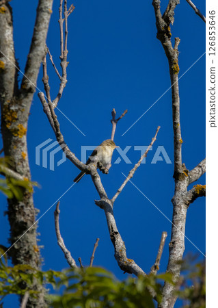 A Willow Warbler (Phylloscopus trochilus) perching  on a tree 126853646