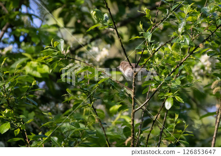 Garden warbler, Sylvia borin. A bird sits on a tree 126853647