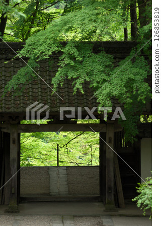 Fresh greenery at Korankei Kosekiji Temple 126853819