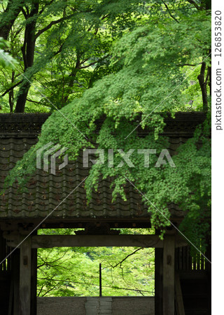 Fresh greenery at Korankei Kosekiji Temple 126853820
