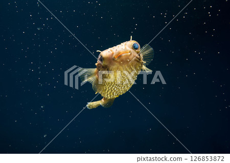 Halocenbon puffer 126853872