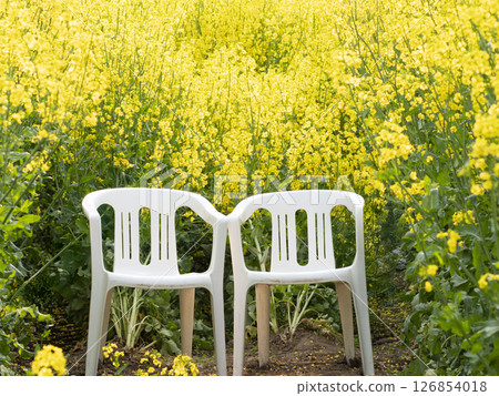 A pair of chairs lined up in a rapeseed field A pair of chairs lined up in a rapeseed field 126854018
