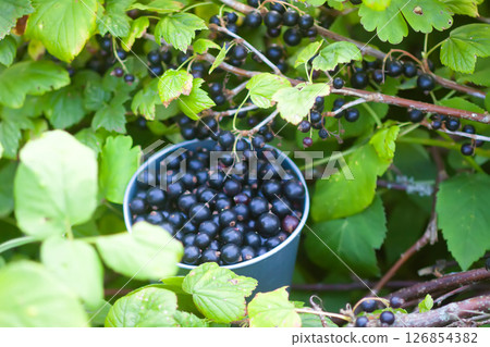Black currants in a small metal bucket under the bush in a summer garden. Black currants in a small metal bucket under the bush in a summer garden. 126854382