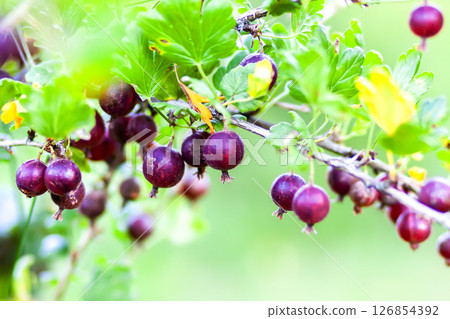 Gooseberries on a bush. Healthy food ingredients grow on a bush. Gooseberries on a bush. Healthy food ingredients grow on a bush. 126854392