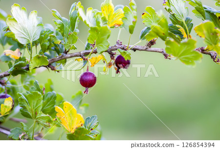 Gooseberries on a bush. Healthy food ingredients grow on a bush. 126854394