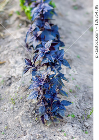 Green basil grow in a garden. Natural food ingredients close-up. 126854398
