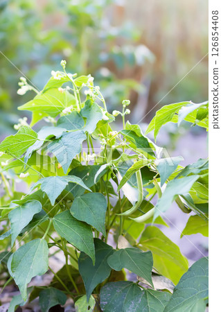 Beans in organic garden farm. Ripening vegetables. Healthy natural food ingredients. Beans in organic garden farm. Ripening vegetables. Healthy natural food ingredients. 126854408