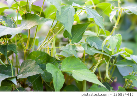 Beans in organic garden farm. Ripening vegetables. Healthy natural food ingredients. Beans in organic garden farm. Ripening vegetables. Healthy natural food ingredients. 126854415