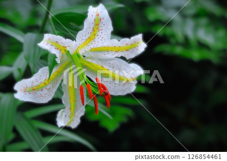 百合皇后，大花山百合 126854461