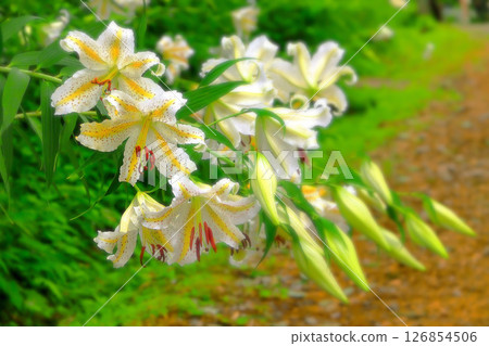 Lilies of the valley covering the road, bearing the weight 126854506