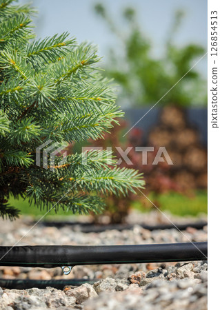 Drip irrigation system watering a young conifer tree in a landscaped garden with gravel mulch, showing water drop emerging from the hose Drip irrigation system watering a young conifer tree in a landscaped garden with gravel mulch, showing water drop emerging from the hose 126854513