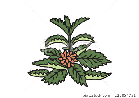 Botanical exotic flower isolated on white background. Hand drawn tropical plant with orange Flowers green Leaves Stems vector illustration. Graphic design element for Birthday Wedding Greeting Card 126854751
