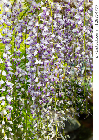 Wisteria of Kamikogoya 126854777
