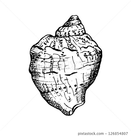 Seashell in a black and white sketch style. Shell has unique ridges and textures, in fine detail, ideal for nautical themes. Hand drawn vector illustration isolated on white. For label package. 126854807