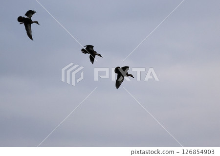 Three mallards flying in the sky Three mallards flying in the sky 126854903