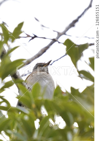 野鳥站在透過樹梢的陽光下 野鳥站在透過樹梢的陽光下 126855151