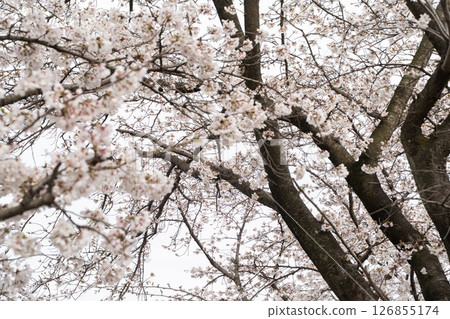 Cherry blossoms in full bloom herald the arrival of spring 126855174