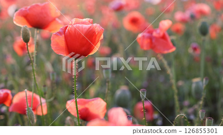 Poppies Field in Sunset, Blooming Flowers, Macro 126855301