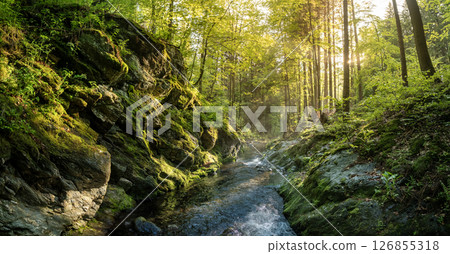 Beautiful Sunrise In Sunny Spring Forest with Stream . Sunlight Sunbeams Through Woods In Forest Landscape. Panorama Panoramic View 126855318