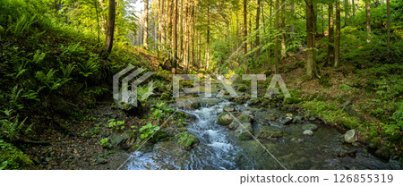 Beautiful Sunrise In Sunny Spring Forest with Stream . Sunlight Sunbeams Through Woods In Forest Landscape. Panorama Panoramic View 126855319