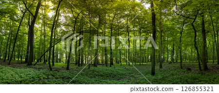 Beautiful Sunrise In Sunny Spring Forest. Sunlight Sunbeams Through Woods In Forest Landscape. Panorama Panoramic View 126855321
