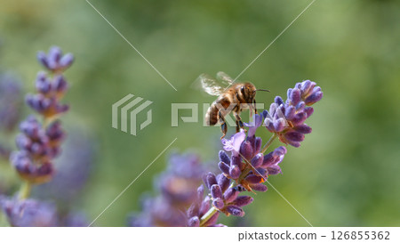 Macro of a bee flying to a purple sage flower 126855362